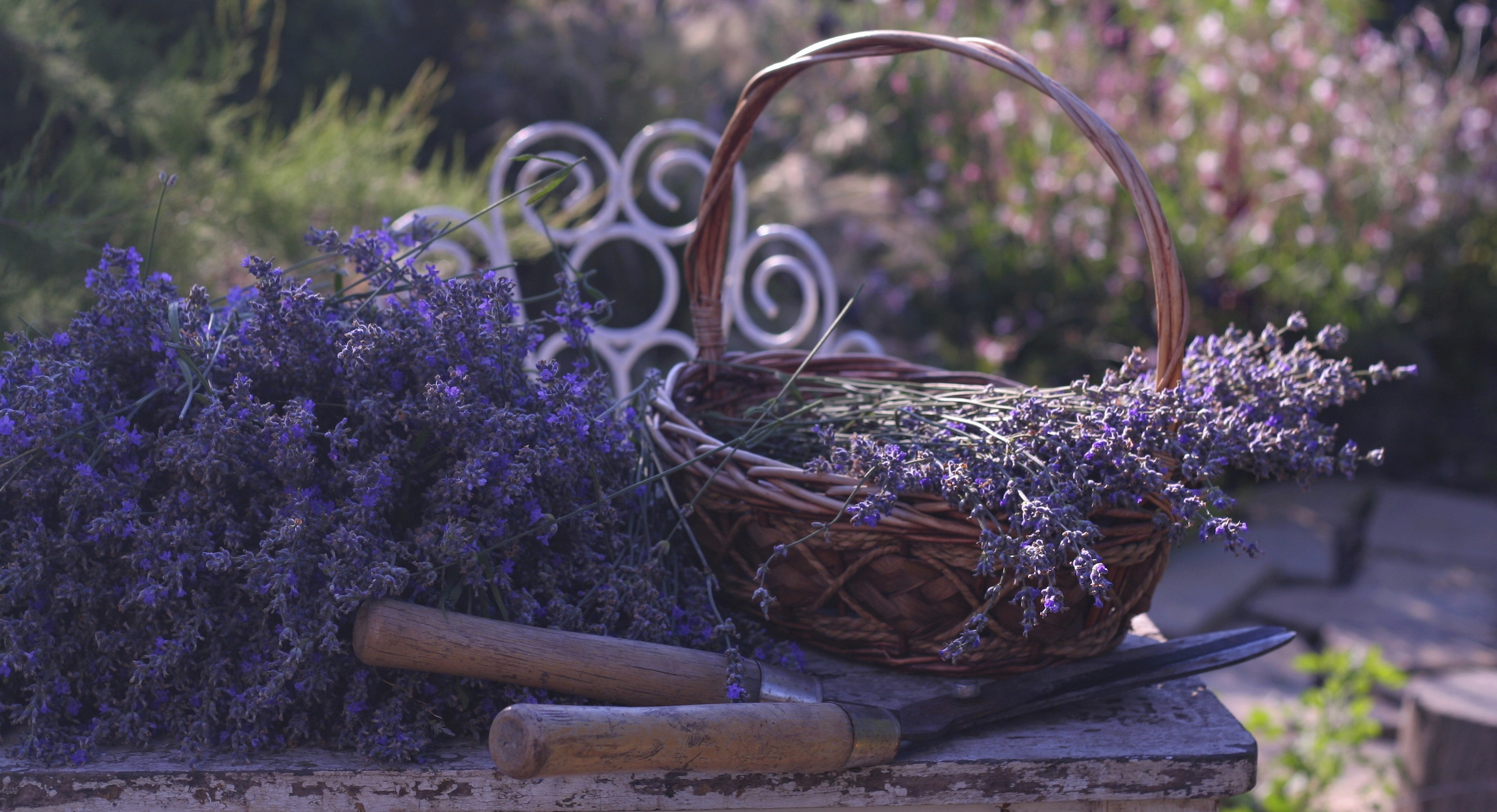 mosquitoes get rid of baton rouge lavendar