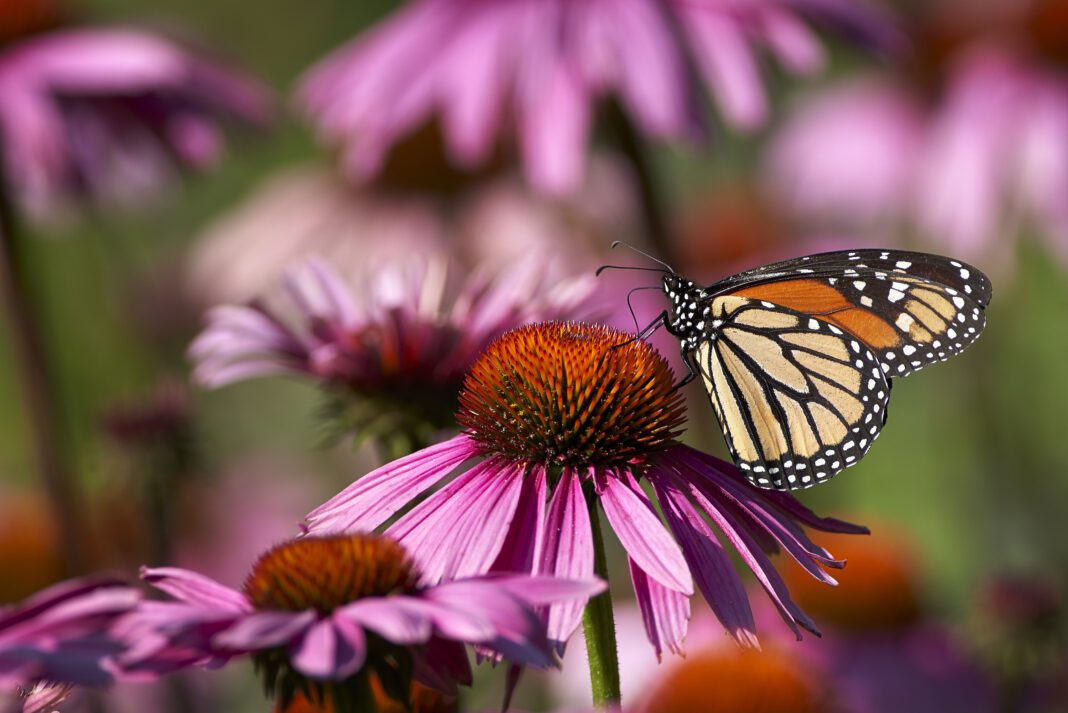 A King In The Country