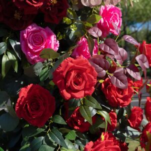 Red is trending for weddings. Will engaged couples say ‘I Do’ to the color of love?