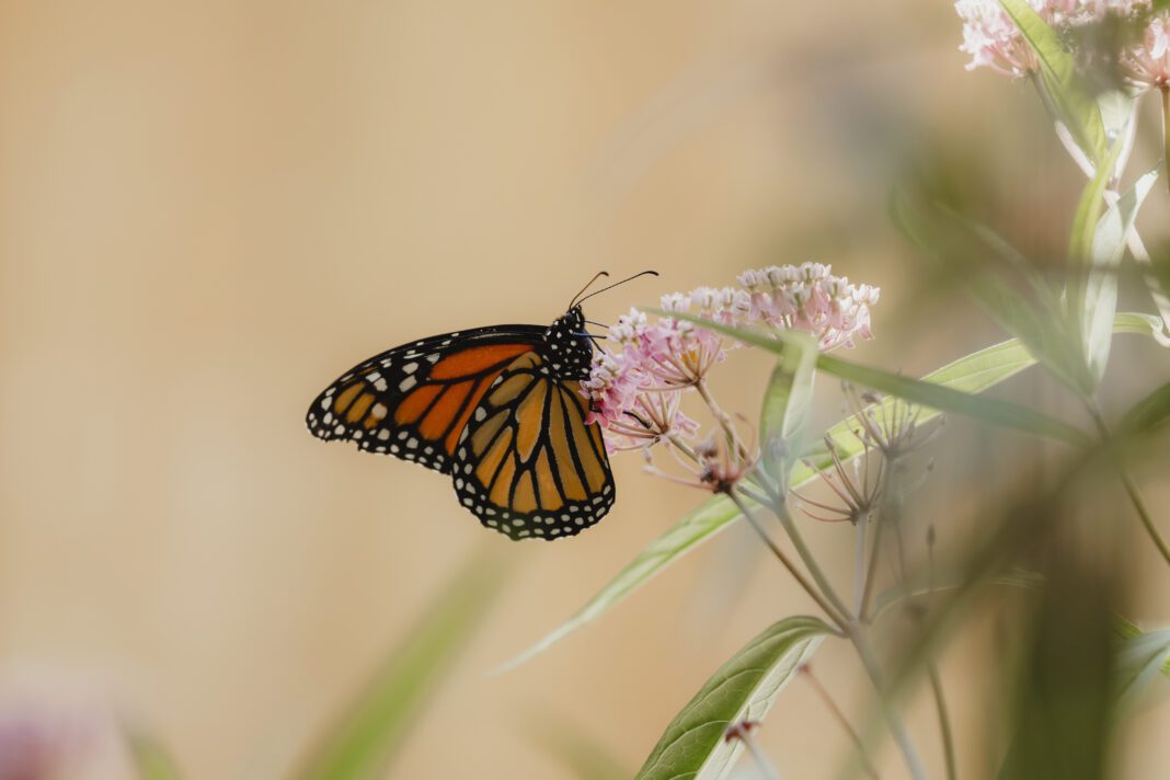Monarch Butterfly Drinking Nectar