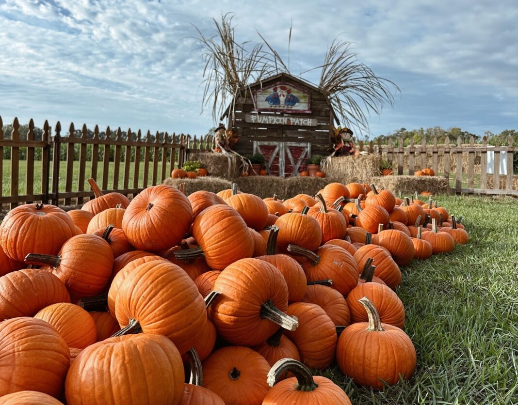 Corn maze at Burden